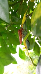 Thasopsis formidabilis