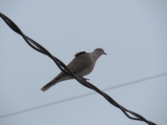 Streptopelia decaocto