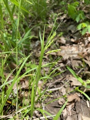 Carex davisii