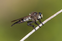 Promachus painteri