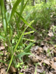 Carex davisii