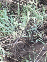 Polemonium micranthum