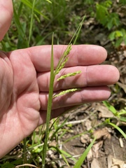 Carex davisii