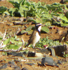 Oenanthe pileata pileata