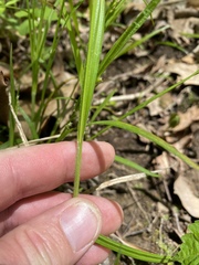 Carex davisii