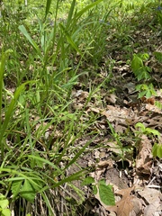 Carex davisii