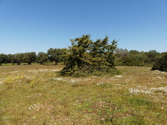 Juniperus macrocarpa