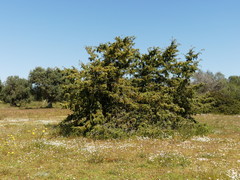 Juniperus macrocarpa