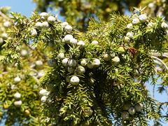 Juniperus macrocarpa