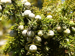 Juniperus macrocarpa
