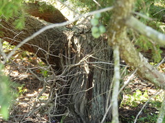 Juniperus macrocarpa