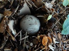 Myriostoma australianum
