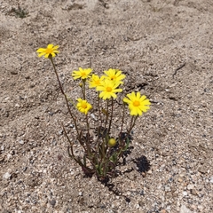 Senecio californicus