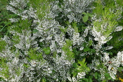 Erica lusitanica