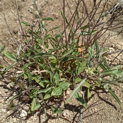 Senecio californicus