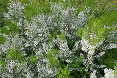 Erica lusitanica