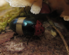 Callischyrus insignis