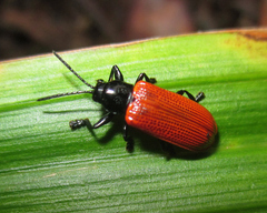 Prosopodonta scutellaris