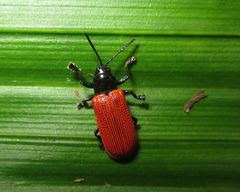 Prosopodonta scutellaris