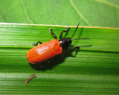 Prosopodonta scutellaris