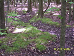Carex bromoides bromoides