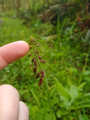 Tolmiea diplomenziesii