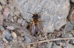 Andrena bicolor