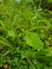 Tolmiea diplomenziesii