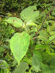 Adenostemma harlingii