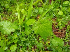 Tolmiea diplomenziesii