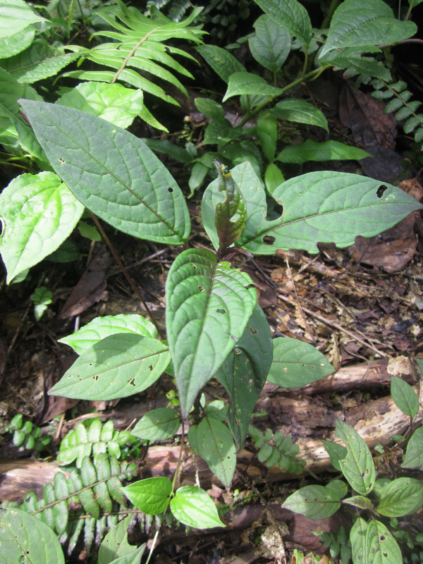 Solanum anisophyllum
