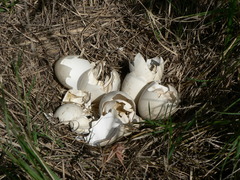 Numida meleagris coronatus