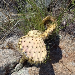 Opuntia chlorotica