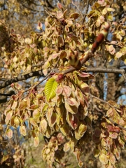 Ulmus laevis