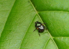 Coleoptera