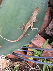 Anolis sagrei