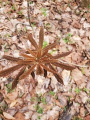 Aesculus glabra glabra