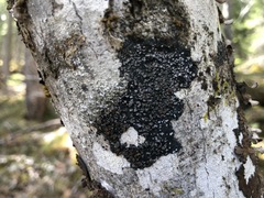 Fuscopannaria leucostictoides