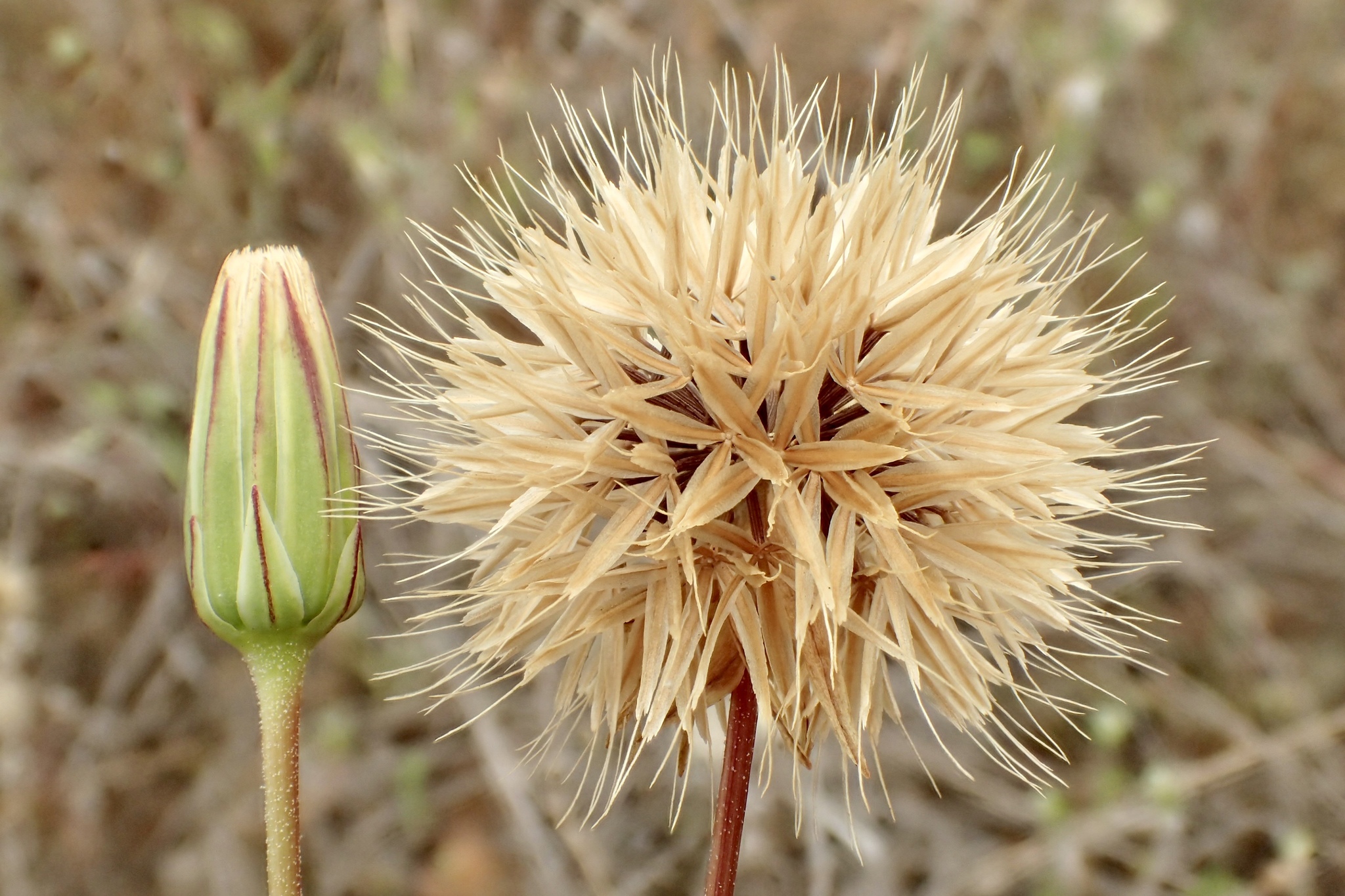 Stebbinsoseris