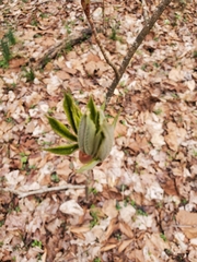 Aesculus glabra glabra
