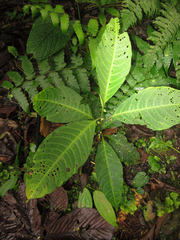 Solanum anceps