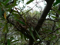 Streptopelia capicola