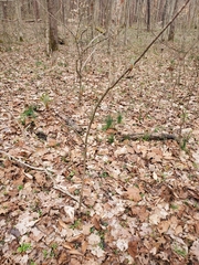 Aesculus glabra glabra