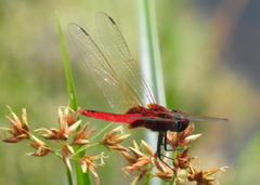 Urothemis signata insignata