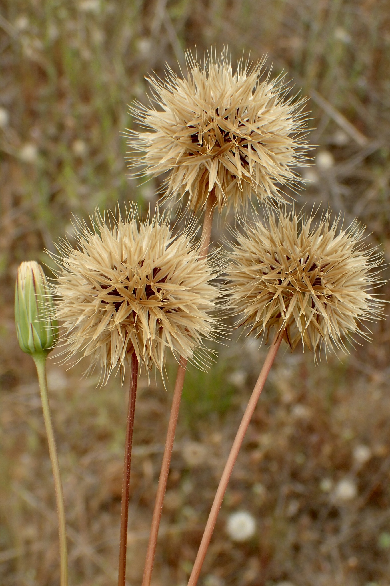 Stebbinsoseris heterocarpa