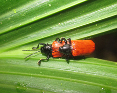 Prosopodonta scutellaris