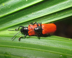 Prosopodonta scutellaris