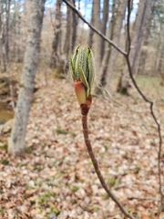 Aesculus glabra glabra
