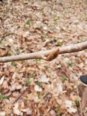 Aesculus glabra glabra