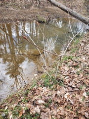 Aesculus glabra glabra